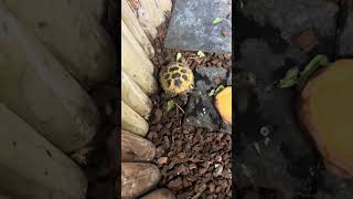 Horsefield Tortoise shortvideo [upl. by Aytak]