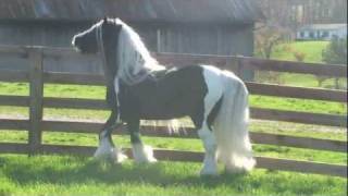 Westmoreland Farms LuckyChampion Gypsy Vanner Stallion [upl. by Lordan]