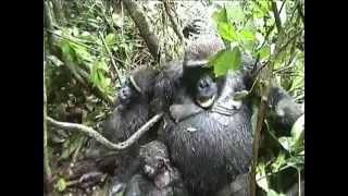 African Apes  Bushmeat [upl. by Janerich]