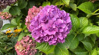 Different Colors Big LeafMop Head Hydrangea Macrophylla 4K September 2024 [upl. by Hauge]