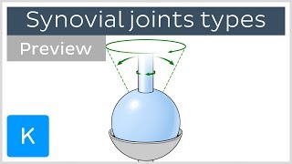 Types of synovial joints preview  Human Anatomy  Kenhub [upl. by Vashti]