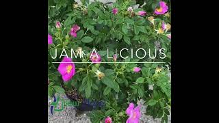 Rosa rugosa JamaLicious [upl. by Felipe]