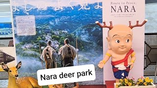 One day tour to NARA Japan naradeerpark Todaijitemple japanesetemple japantrip [upl. by Mathew]