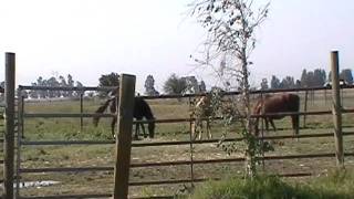 Silent Movie Horse Answer  Horse Intimidation  Mustang Neglect  Rick Gore Horsemanship [upl. by Brody328]