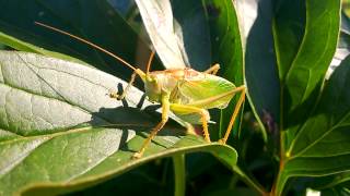 Sound of Katydid [upl. by Ierdna]