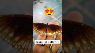 Beautiful Butterfly on hand 🦋 shorts butterfly nature birds insects beautiful cute wow [upl. by Ahsatniuq]