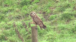 short eared owl at southwold 31 oct 2023 [upl. by Ymmaj802]