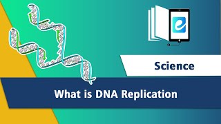 DNA Replication  Cells  RNA Polymerase  3D Animation Animated Science Video  elearn K12 [upl. by Nowd210]