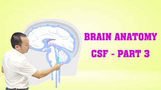 Brain Anatomy  CSF  Part 3 brainanatomy [upl. by Falo]