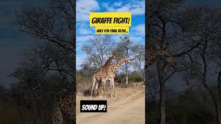 Giraffe head bang video videos nature wildanimals amazinganimals africa giraffe animals [upl. by Ojeillib]