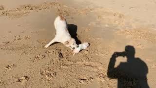 CANE E CONIGLIO NANO SULLA SPIAGGIA [upl. by Lledniuq]