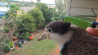 juvenile spur winged plover in my bedroom [upl. by Wally]