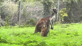 Western Grey Kangaroo Joey Paignton Zoo 15th August 2014 [upl. by Lukin]