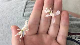 Orchid mantis [upl. by Webber]