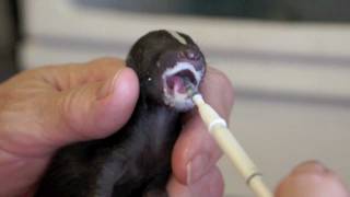 Sweetest Orphaned Baby Skunklet [upl. by Lizbeth]