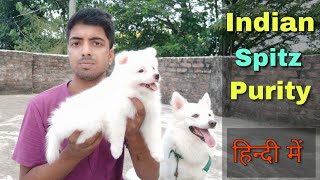 How to check Indian spitz  pomeranian dog purity with beautiful puppy [upl. by Giess846]