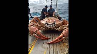 Giant Sea Monsters Caught by Fishermen 🐙🎣GiantSeaCreatures FishingDiscoveries OceanMysteries [upl. by Adanar991]