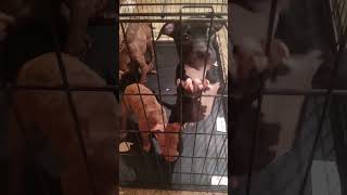 Hello folks 🤗 life dog puppy kids cute play pitbull [upl. by Nawud272]