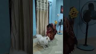 Bozo babu love you beta ❤️ shorts subscribe doglovers [upl. by Pogah323]