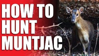 How to Hunt Muntjac [upl. by Anerec]