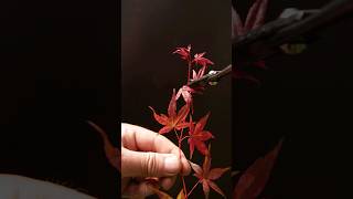 Rooting Japanese Maple Cuttings [upl. by Nagaet]