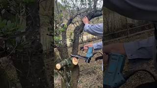 Easy process of fast tree cutting [upl. by Anitsirt]