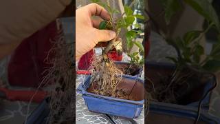 Repotting gardenia in bonsai mix [upl. by Fidelia470]