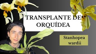 CUIDADOS y TRANSPLANTE de ORQUÍDEA Stanhopea  Greenfishroom [upl. by Enomsed]