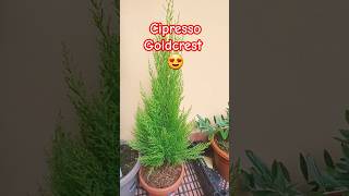 PREBONSAI HIBISCUS CIPRESSO GOLDCREST E OLIVIbonsai prebonsai [upl. by Ahsienek]