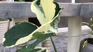 Alocasia Mickey Mouse [upl. by Lash]