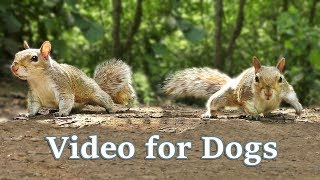 TV for Dogs  Videos for Dogs to Watch  Squirrels [upl. by Agnella]