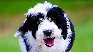 Sheepadoodle  Top 10 Pros and Cons of Owning a Sheepadoodle [upl. by Kired]