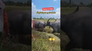 Excited ka ha🤣🤣🤣 trending farming nature kafarms [upl. by Orlina134]