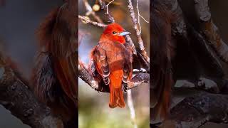 A lovely Hepatic tanager bird [upl. by Yvon527]