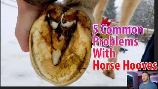 Five Common Problems With Horse Hooves To Watch Out For [upl. by Ihana180]