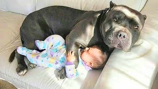 Having Protective Dogs are Awesome  Cute Moments Dog and Human [upl. by Ellen]