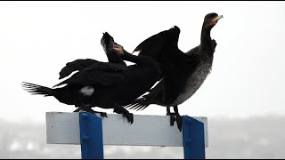 The great cormorant Phalacrocorax carbo enjoying the wind [upl. by Rexer]