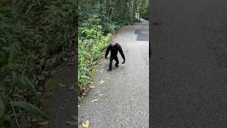 What is its name 😀viralanimals funny gibbons [upl. by Ribaudo268]