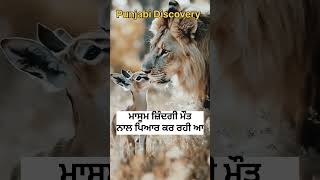 ਜ਼ਿੰਦਗੀ ਮੌਤ ਦਾ ਪਿਆਰ wildlifeawareness animals wildanimals bird wildliferehabilitation [upl. by Gennifer178]