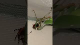 whoops insects tiktok foryou mantis mantis wasp [upl. by Adnolehs]