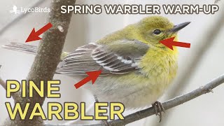 Pine Warbler Identification  Spring Warbler Warmup [upl. by Derrej]