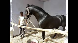 MARWARI HORSES VIDEOS  PICS [upl. by Bohaty]