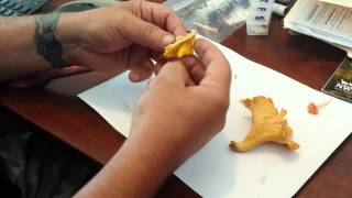 3 types of Chanterelle mushrooms [upl. by Mairhpe]