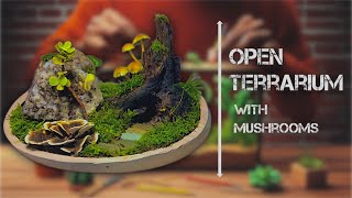 Terrarium plants with mushroom 🍄 [upl. by Esorbma559]