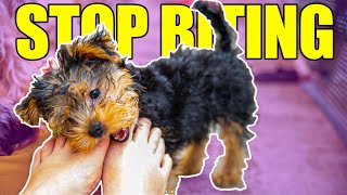 How to Stop Your Yorkshire Terrier from Biting [upl. by Earla]