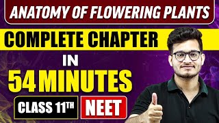 ANATOMY OF FLOWERING PLANTS IN 54 MINUTES  Full Chapter Revision  Class 11 NEET [upl. by Olin]