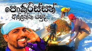 පොකිරිස්සන් දඩයම ‼ සිංගි දැල් යමුද ‼ Catching Lobsters ‼ wishwatiyubaya 🦞😲🎣 [upl. by Drawoh]