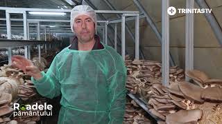 🍄 Secretele cultivării ciupercilor Pleurotus  Tehnologia de cultură din com Săbăoani jud Neamț [upl. by Caro]