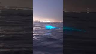 Dolphins jumping around in bioluminescence water [upl. by Heringer82]