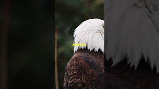 The Ultimate Bird of Prey Wedgetail vs Bald Eagle [upl. by Brainard]